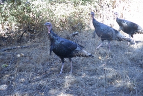 Wild turkeys